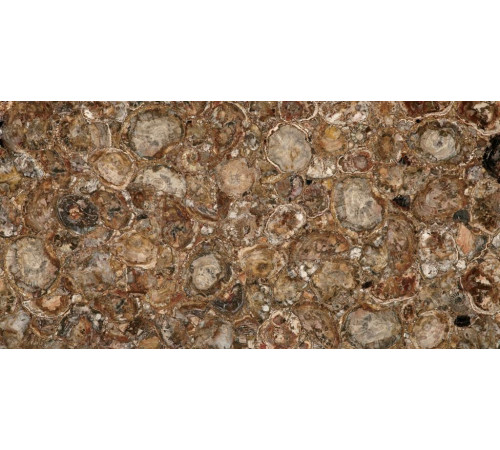 Petrified Wood (Round) (Compound With Granit)