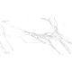 Керамогранит LCM 60120CLM15P Calacatta Montreal 60x120 белый полированный под камень